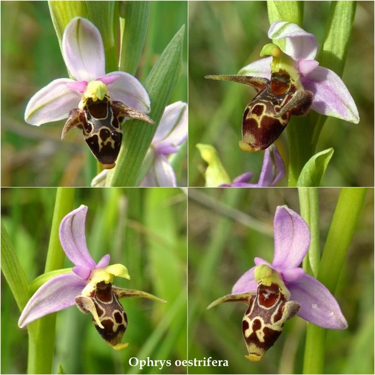 Grecia 23_25 aprile 2016  un fine settimana tra le orchidee.